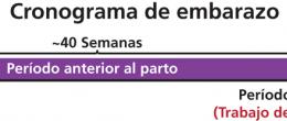 El embarazo consiste en tres períodos: Anterior al parto, intraparto, y el puerperio. 