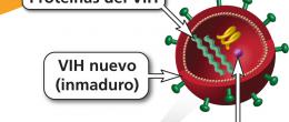 Los inhibidores de la proteasa previenen la maduración del VIH.