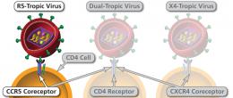 Ways in which an HIV virion can attach to a CD4 cell