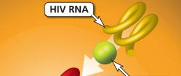 Reverse transcription is the third step of HIV replication.
