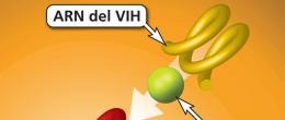 Gráfico de la transcripción inversa en el ciclo de vida del VIH, donde una enzima del VIH convierte el ARN del VIH en ADN del VIH.