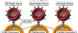 Ways in which an HIV virion can attach to a CD4 cell