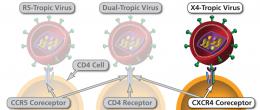 Ways in which an HIV virion can attach to a CD4 cell