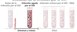 Gráfico de la infección aguda por VIH que se extiende aproximadamente de 2 a 4 semanas hasta que el cuerpo produce suficientes anticuerpos contra el VIH para ser detectados por una prueba.