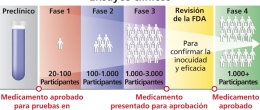 Las fases de un ensayo clínico.