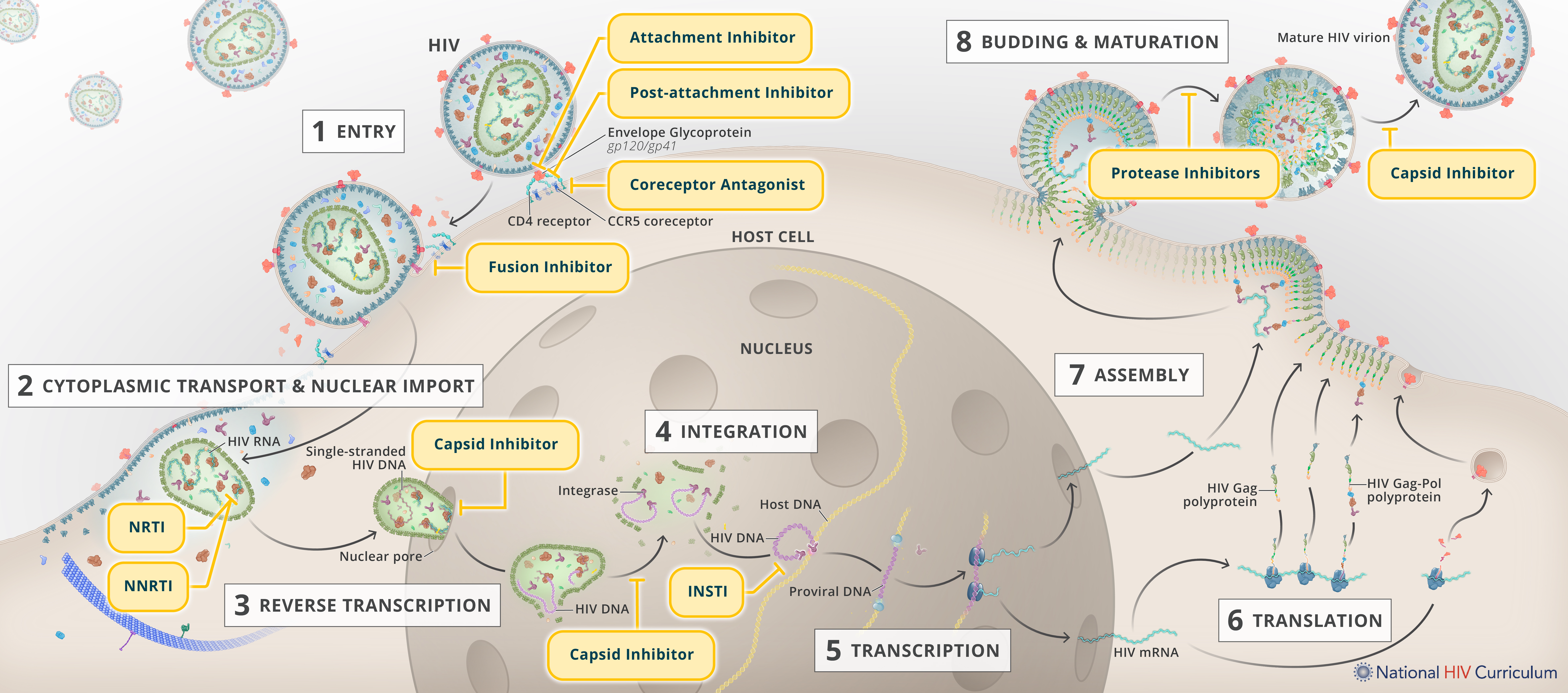 Infographic showing the HIV life cycle and where antiretroviral medications act. The diagram illustrates eight stages: entry, cytoplasmic transport and nuclear import, reverse transcription, integration, transcription, translation, assembly, and budding and maturation. Labeled drug classes include attachment inhibitors, post-attachment inhibitors, coreceptor antagonists, fusion inhibitors, NRTIs, NNRTIs, integrase strand transfer inhibitors (INSTIs), protease inhibitors, and capsid inhibitors. Arrows trace the movement of HIV from cell entry through replication, assembly, and release of mature virus particles from the host cell.