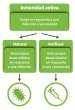 La inmunidad activa se desarrolla después de la exposición a un microorganismo infeccioso o sustancia extraña que causa una enfermedad, ya sea una infección o una vacuna.