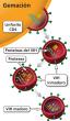 La gemación es el séptimo paso del ciclo de vida del VIH.