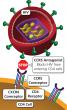 CCR5 antagonists prevent attachment.