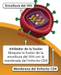 El inhibidor de fusión es una clase de fármaco contra el VIH que impide que la envoltura del VIH se fusione con la membrana de las células CD4 del huésped (fusión).