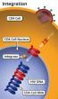 Integration is the step in the HIV life cycle where HIV uses integrase to insert its viral DNA into the DNA of the host cell.