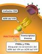 Los ITINN y los ITIN bloquean la transcriptasa inversa.