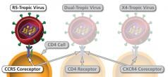 Ways in which an HIV virion can attach to a CD4 cell