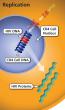Graphic of the replication step of the HIV life cycle.