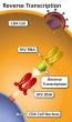 Reverse transcription is the third step of HIV replication.