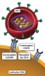 El VIH se une con una célula CD4 por medio de los correceptores CCR5 y CXCR4.