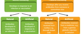 Acquired Immunity: develops during a person's lifetime. There are two types of acquired immunity: active immunity and passive immunity.