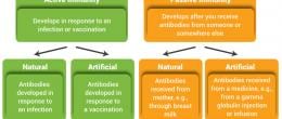Acquired Immunity: develops during a person's lifetime. There are two types of acquired immunity: active immunity and passive immunity.