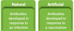 Active Immunity develops after exposure to a disease-causing infectious microorganism or foreign substance, either infection or vaccination.