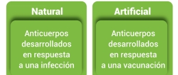 La inmunidad activa se desarrolla después de la exposición a un microorganismo infeccioso o sustancia extraña que causa una enfermedad, ya sea una infección o una vacuna.