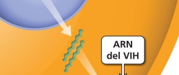 Ensamblaje, el sexto de siete pasos en el ciclo de vida del VIH, donde el ARN del VIH y las proteínas del VIH se ensamblan en el VIH.
