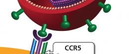 Binding is the first step of HIV replication.