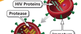 Graph of the Budding step in the HIV life cycle, where HIV pushes itself out of the host CD4 cell.