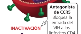 Los antagonistas de CCR5 evitan el enlace.