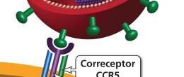 El VIH se une con una célula CD4 por medio de los correceptores CCR5 y CXCR4.