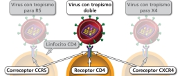 Maneras en las cuales un virión del VIH puede unirse a una célula CD4.