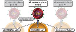 Maneras en las cuales un virión del VIH puede unirse a una célula CD4.