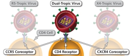 Ways in which an HIV virion can attach to a CD4 cell