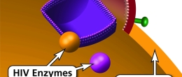 Fusion is the step when HIV attaches itself to a host CD4 cell and the HIV viral envelope fuses with the CD4 cell membrane.