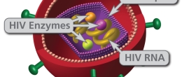 The HIV envelope is the outer portion of an HIV virion.