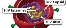 HIV virion labeled with components of virus.