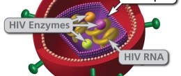 Internal component of an HIV