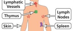 Many organs make up the immune system.