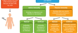 Flow chart describing the different classifications of immunity
