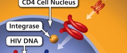 Integrase strand transfer inhibitor blocks HIV replication.