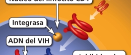 Un inhibidor de la integrasa bloquea la replicación del VIH. 