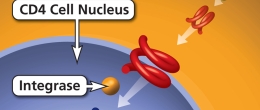 Integration is step four of HIV replication.