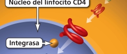 La integración es el paso en el ciclo de vida del VIH en el que el VIH usa la integrasa para insertar su ADN viral en el ADN de la célula huésped.