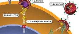 Los pasos del ciclo de vida del VIH.