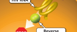 NNRTIs and NRTIs  block reverse transcription.