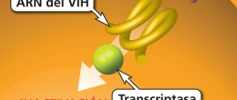 Los ITINN y los ITIN bloquean la transcriptasa inversa.