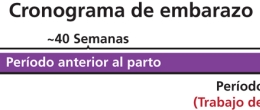 El embarazo consiste en tres períodos: Anterior al parto, intraparto, y el puerperio. 