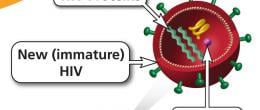 Protease inhibitors block HIV maturation.
