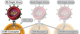 Ways in which an HIV virion can attach to a CD4 cell
