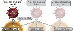 Maneras en las cuales un virión del VIH puede unirse a una célula CD4.