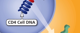 Graphic of the replication step of the HIV life cycle.